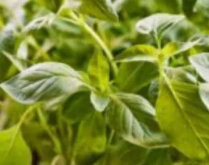 Basil - Blue Spice Bush (Seeds)