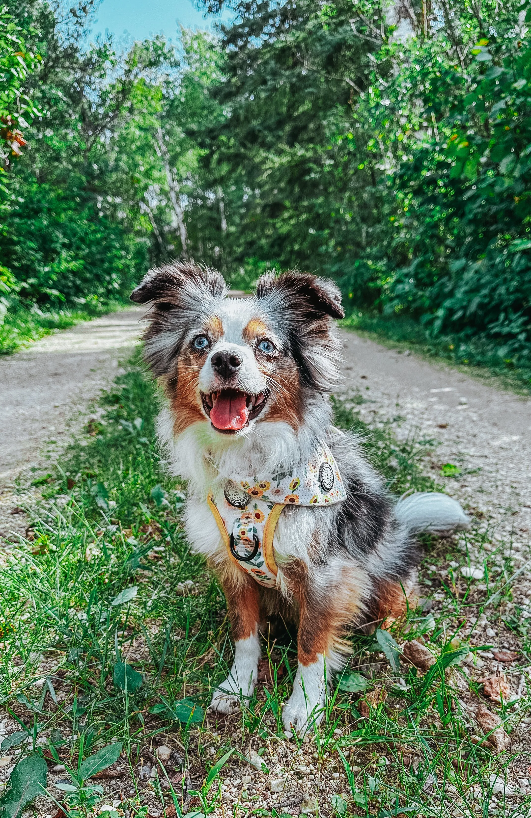 Dog Bandana - Sunflower Dreams