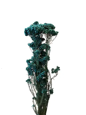 Rice Flowers - Dried & Preserved