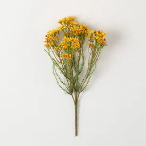 YELLOW WAX FLOWER BUSH